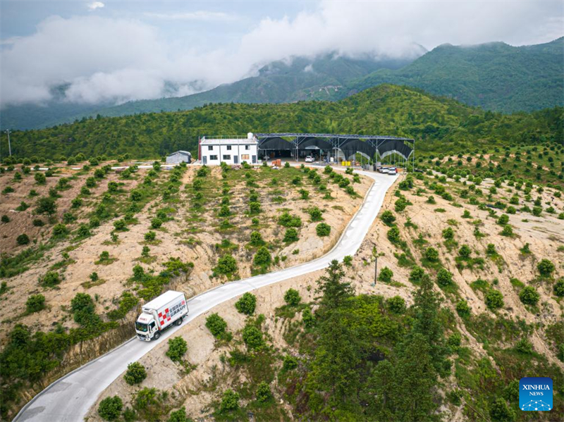 Zhejiang : des fraises chinoises fraîches de Dongkui exportées vers l'Allemagne