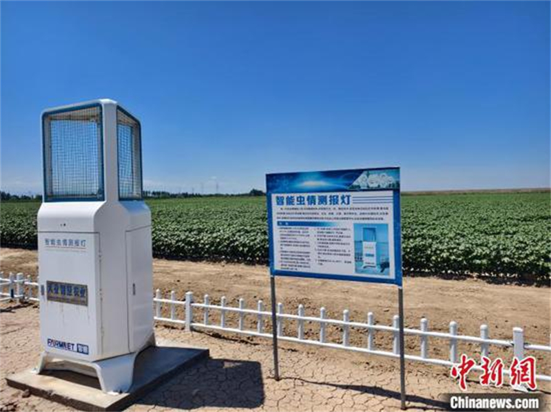 Une lampe de surveillance intelligente des ravageurs fonctionne dans un champ de coton à Shihezi, dans la région autonome ouïghoure du Xinjiang (nord-ouest de la Chine), le 28 juin 2025. (Wang Jing/China News Service)