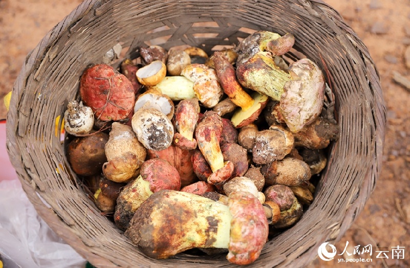 Yunnan : les champignons sauvages de Nanhua sont sur le marché et se vendent bien