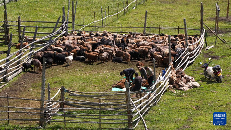 Xinjiang : la grande route qui mène aux pâturages d'été