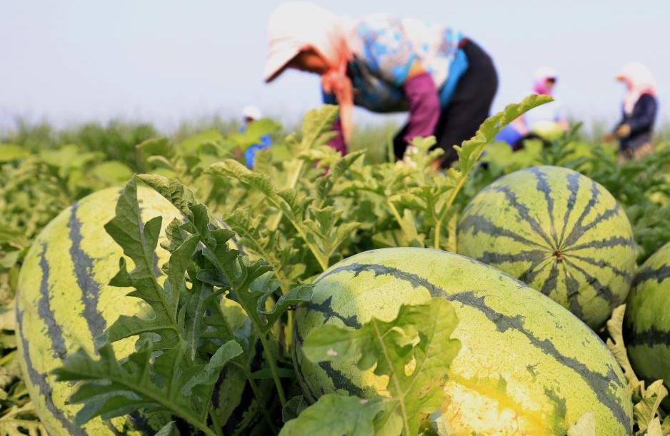 Hebei : le développement agricole stimule la revitalisation rurale à Tangshan