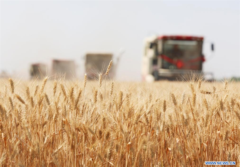 La Chine récolte 149 millions de tonnes de céréales d'été en 2025 malgré des conditions météorologiques défavorables