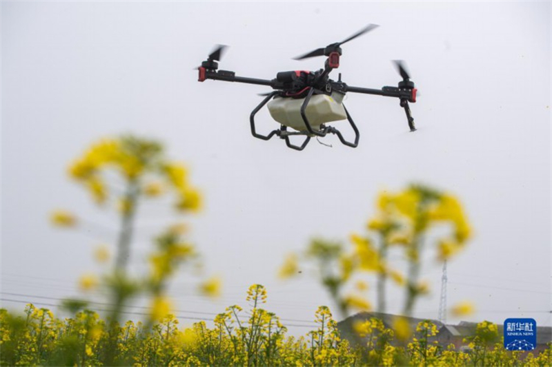 Les agriculteurs de la génération Z, reflet du visage moderne de l'agriculture chinoise