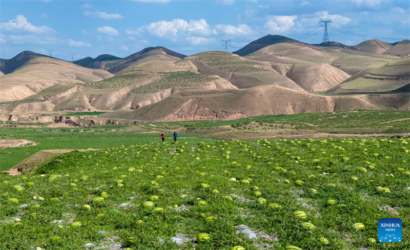Ningxia : les pastèques Xisha stimulent l'économie rurale à Zhongwei