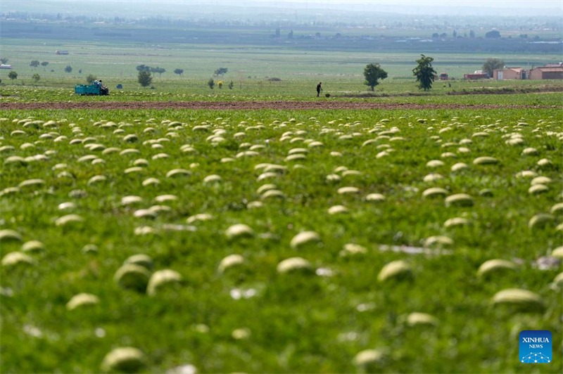 Ningxia : les pastèques Xisha stimulent l'économie rurale à Zhongwei