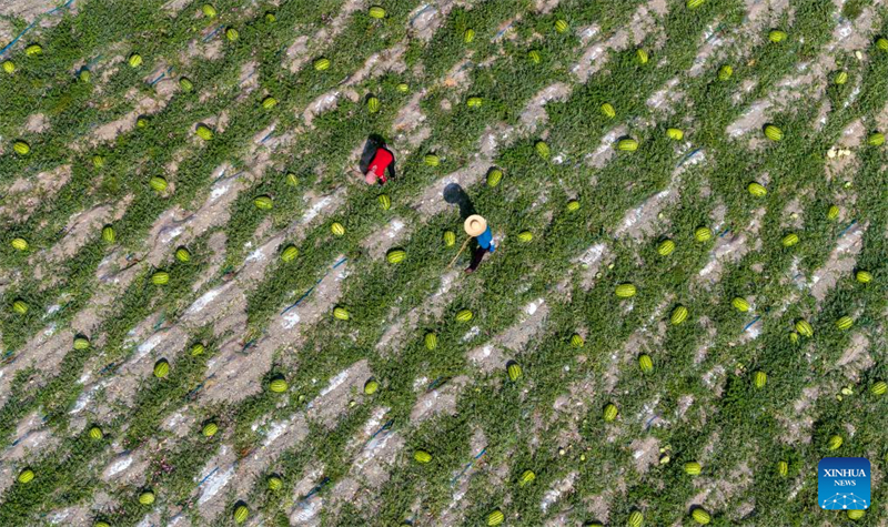 Ningxia : les pastèques Xisha stimulent l'économie rurale à Zhongwei