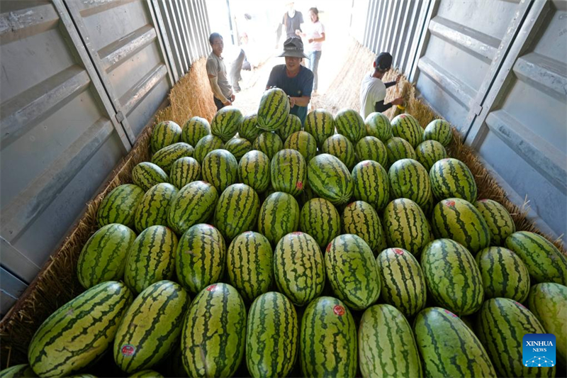 Ningxia : les pastèques Xisha stimulent l'économie rurale à Zhongwei