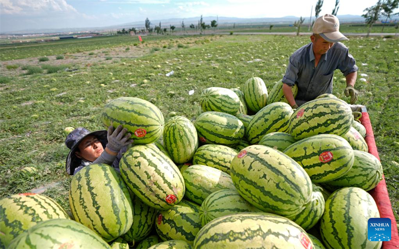 Ningxia : les pastèques Xisha stimulent l'économie rurale à Zhongwei