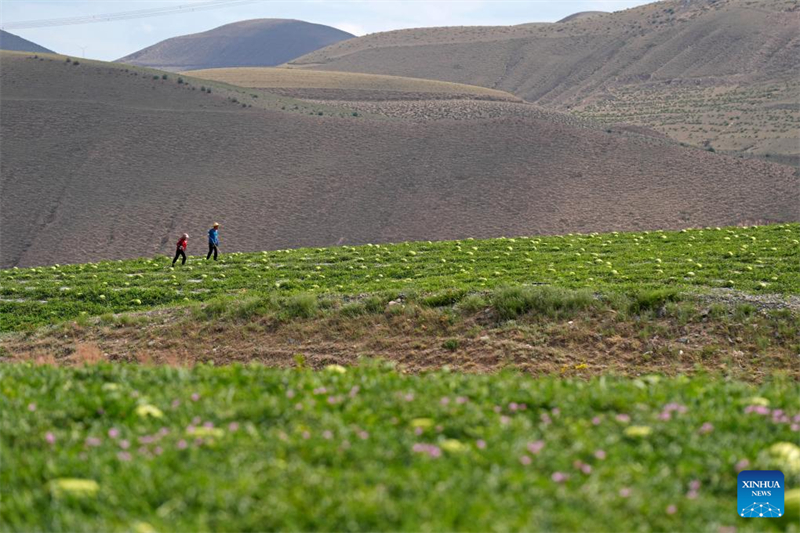 Ningxia : les pastèques Xisha stimulent l'économie rurale à Zhongwei