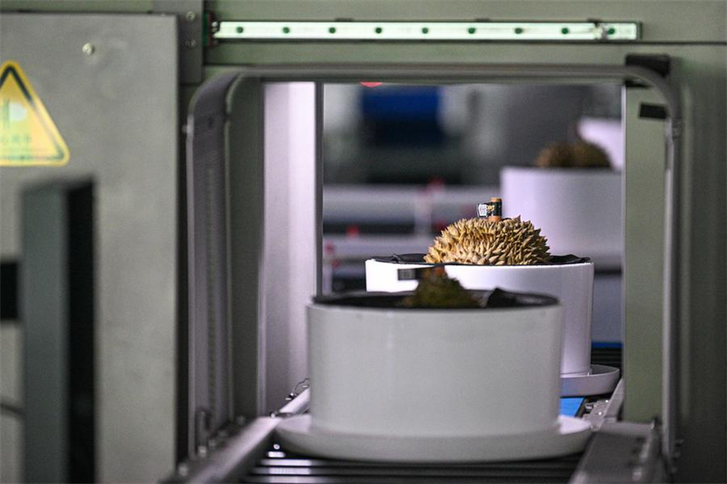 Une chaîne de tri alimentée par l'intelligence artificielle procède à une analyse des durians dans une entreprise à Sanya, dans la province chinoise de Hainan (sud), le 18 juillet 2025. (Photo : Pu Xiaoxu)
