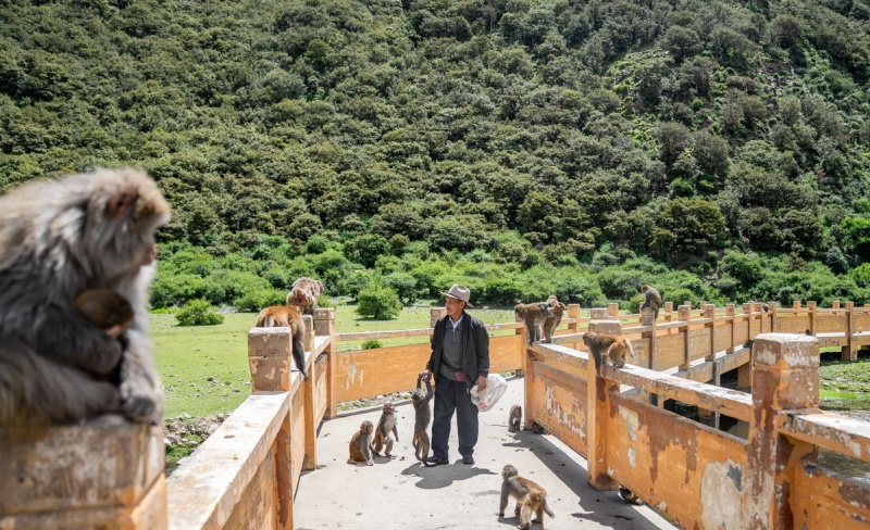 Xizang : histoire en photos d'un protecteur de macaques tibétains