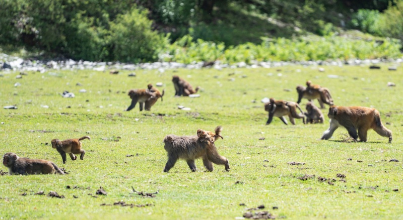 Xizang : histoire en photos d'un protecteur de macaques tibétains
