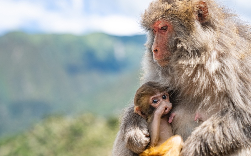 Xizang : histoire en photos d'un protecteur de macaques tibétains