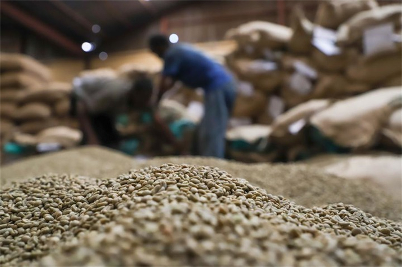 Des employés transportent des grains de café dans un entrepôt de la Mullege Public Limited Company, une entreprise familiale éthiopienne spécialisée dans la transformation et l'exportation du café, à Addis-Abeba, en Ethiopie, le 1er juillet 2023. (Xinhua/Michael Tewelde)