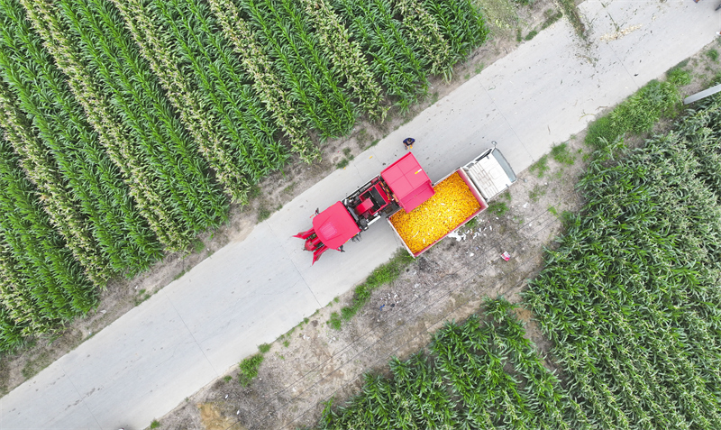 Shandong : la récolte du maïs de printemps à Guangrao