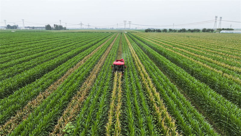 Shandong : la récolte du maïs de printemps à Guangrao