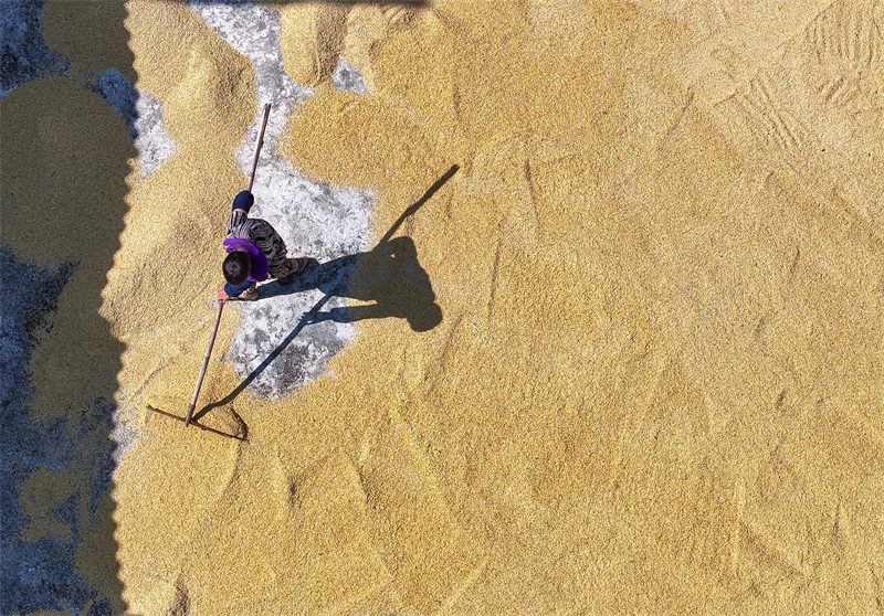 Sichuan : une récolte de riz abondante à Renshou
