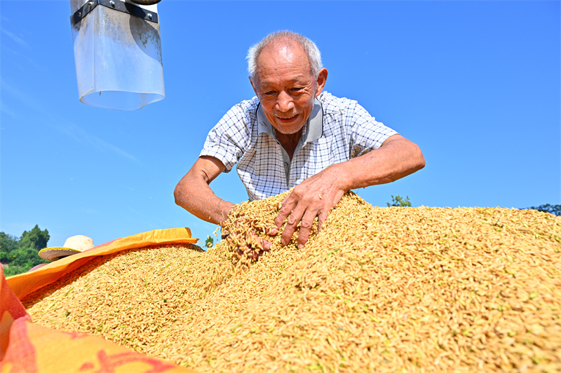 Sichuan : une récolte de riz abondante à Renshou