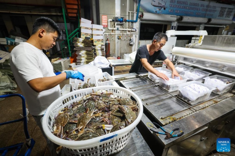 Zhejiang : la récolte des crabes nageurs à Zhoushan