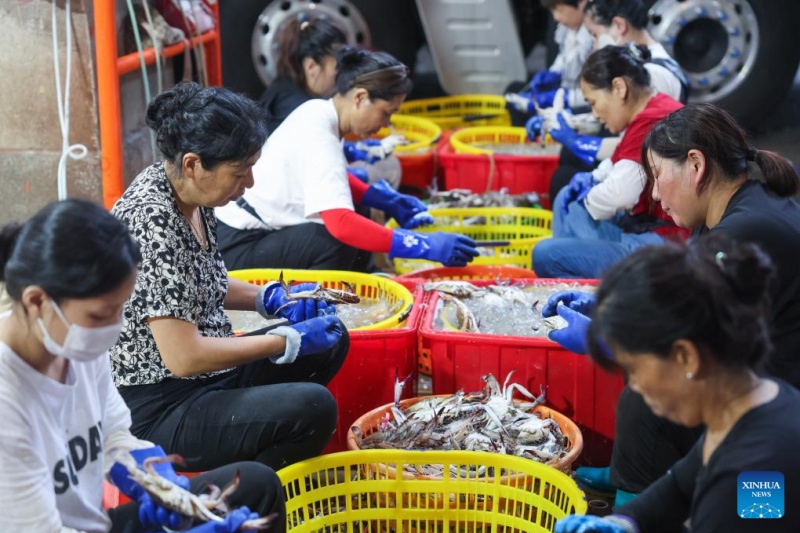 Zhejiang : la récolte des crabes nageurs à Zhoushan