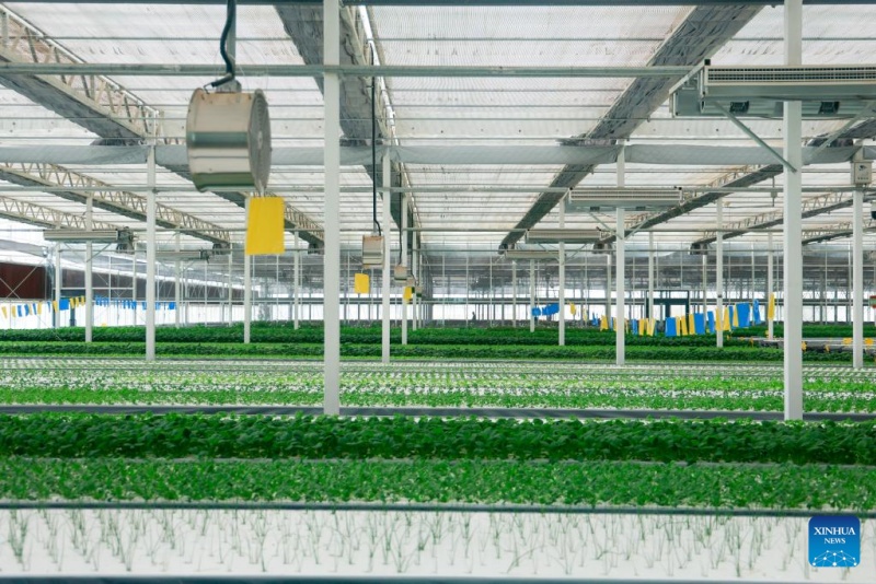 Xinjiang : une ferme intelligente de style usine à Kuqa
