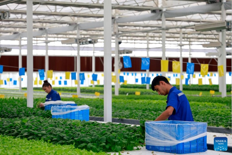 Xinjiang : une ferme intelligente de style usine à Kuqa