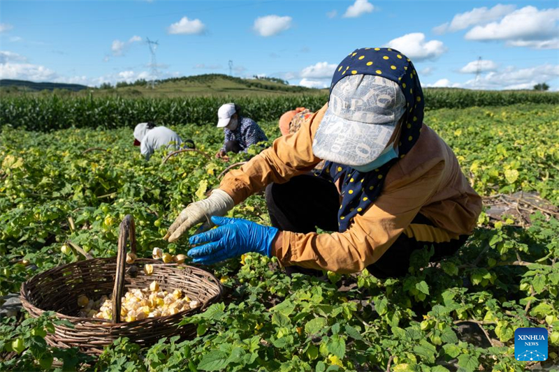 Mongolie intérieure : les physalis entrent dans la saison de la récolte à Hulun Buir