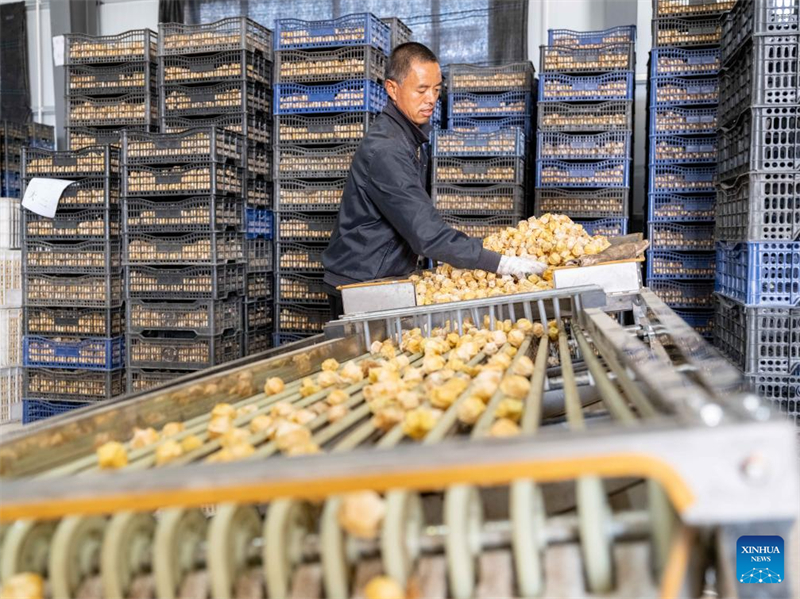 Mongolie intérieure : les physalis entrent dans la saison de la récolte à Hulun Buir