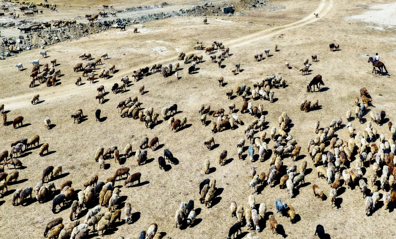 Xinjiang : La grande transhumance automnale du bétail à Altay