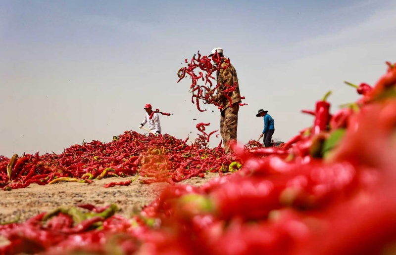 Gansu : le séchage des piments au soleil à Gaotai