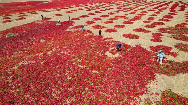 Gansu : le séchage des piments au soleil à Gaotai