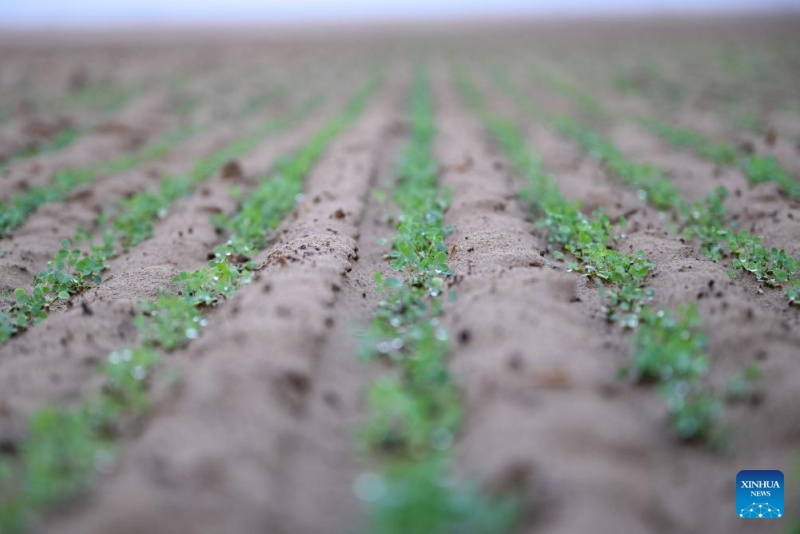 Xinjiang : la base de démonstration de plantation de la luzerne de Hotan, source d'approvisionnement stable en fourrage