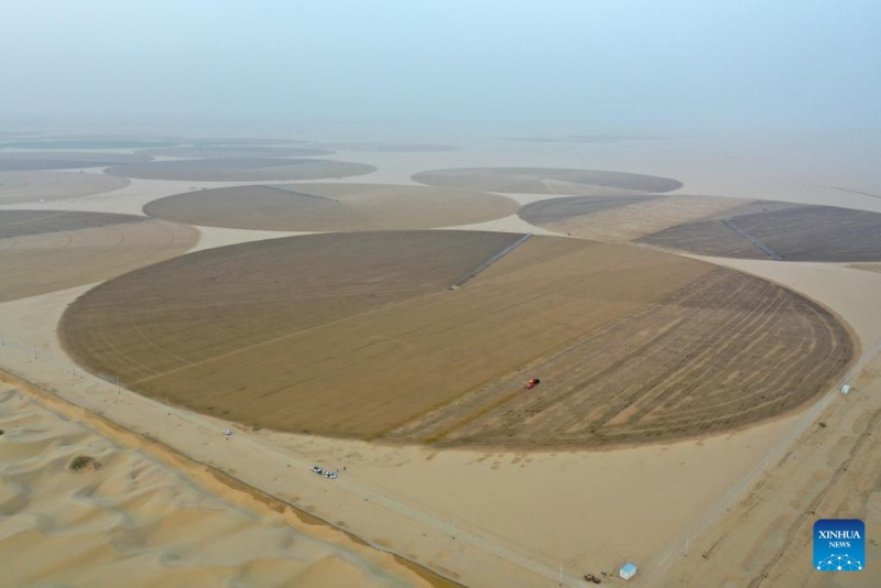 Xinjiang : la base de démonstration de plantation de la luzerne de Hotan, source d'approvisionnement stable en fourrage