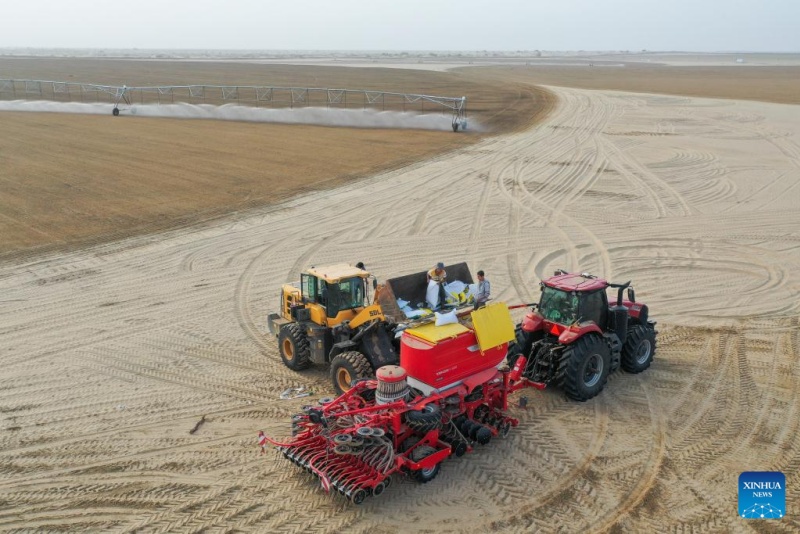 Xinjiang : la base de démonstration de plantation de la luzerne de Hotan, source d'approvisionnement stable en fourrage
