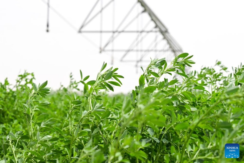 Xinjiang : la base de démonstration de plantation de la luzerne de Hotan, source d'approvisionnement stable en fourrage