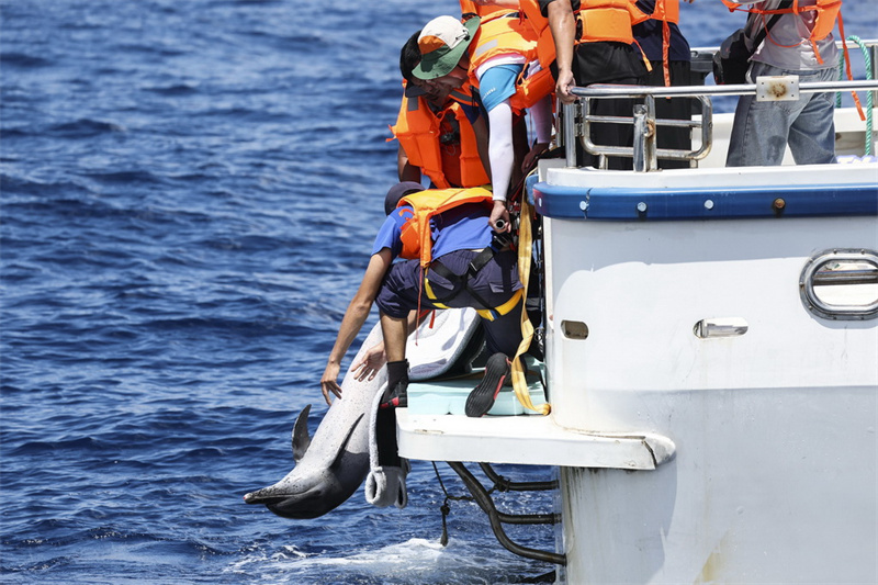 Hainan : un dauphin échoué relâché en mer au large de Wanning