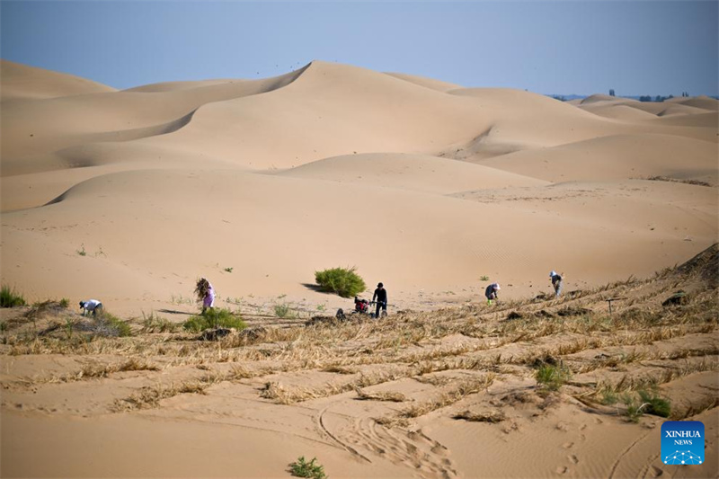 Mongolie intérieure : des projets de contrôle du sable lancés pour améliorer l'environnement écologique du désert de Kubuqi