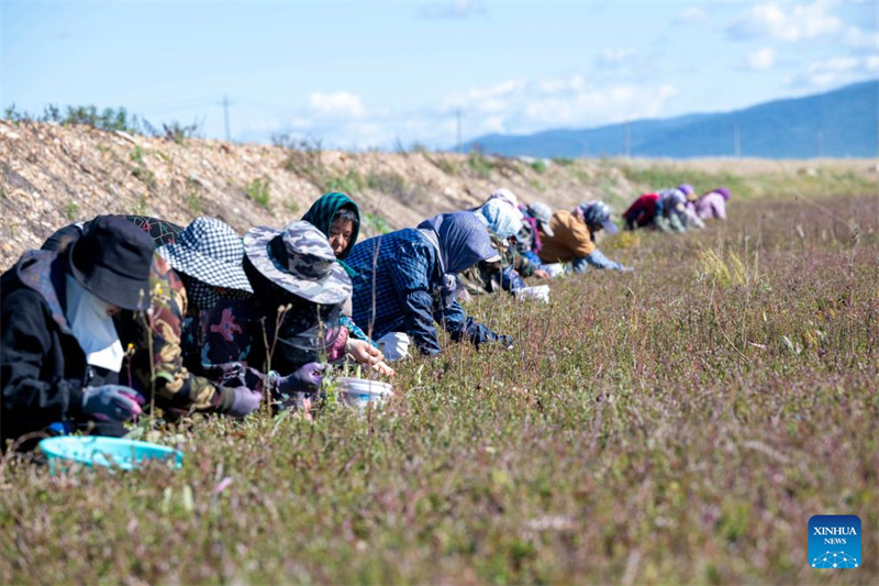 Heilongjiang : le festival de la récolte de canneberges de Fuyuan