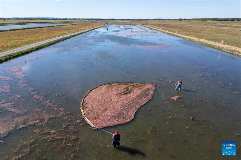 Heilongjiang : le festival de la récolte de canneberges de Fuyuan