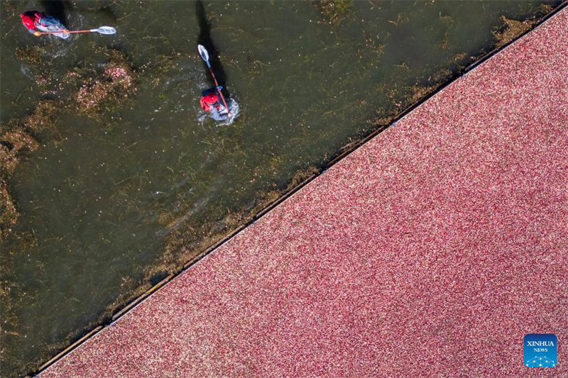 Heilongjiang : le festival de la récolte de canneberges de Fuyuan