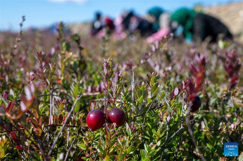 Heilongjiang : le festival de la récolte de canneberges de Fuyuan