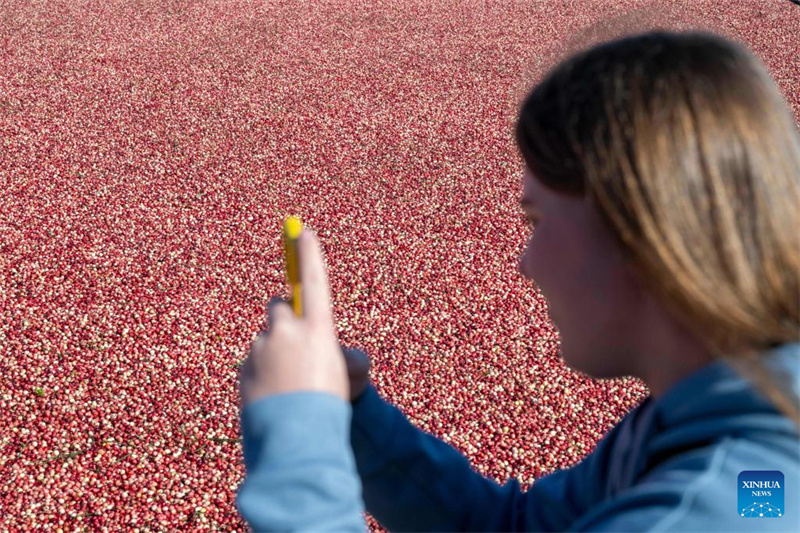 Heilongjiang : le festival de la récolte de canneberges de Fuyuan