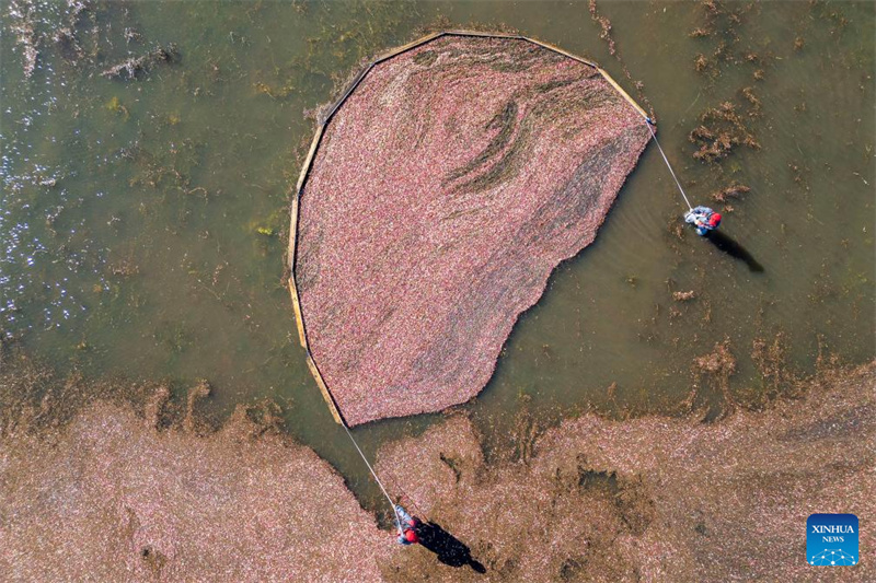 Heilongjiang : le festival de la récolte de canneberges de Fuyuan