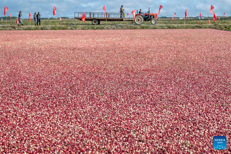 Heilongjiang : le festival de la récolte de canneberges de Fuyuan