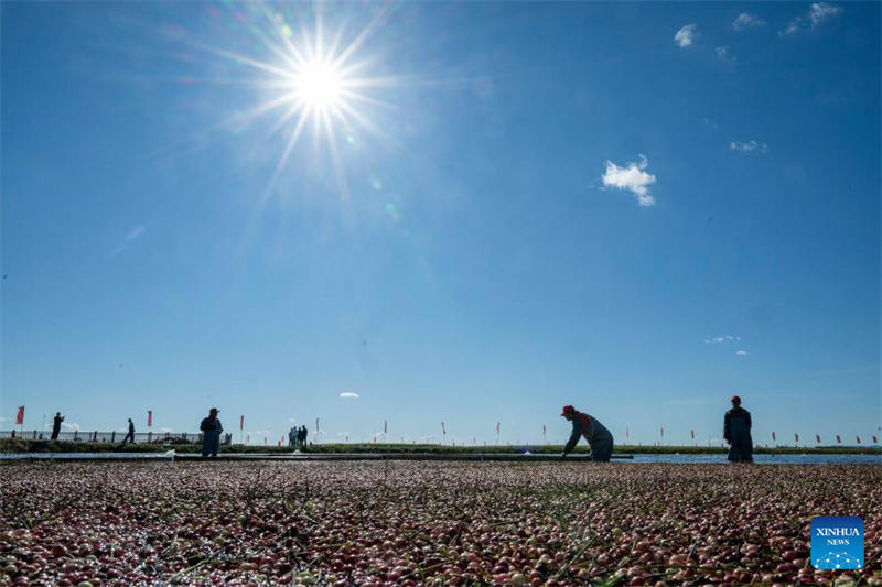Heilongjiang : le festival de la récolte de canneberges de Fuyuan