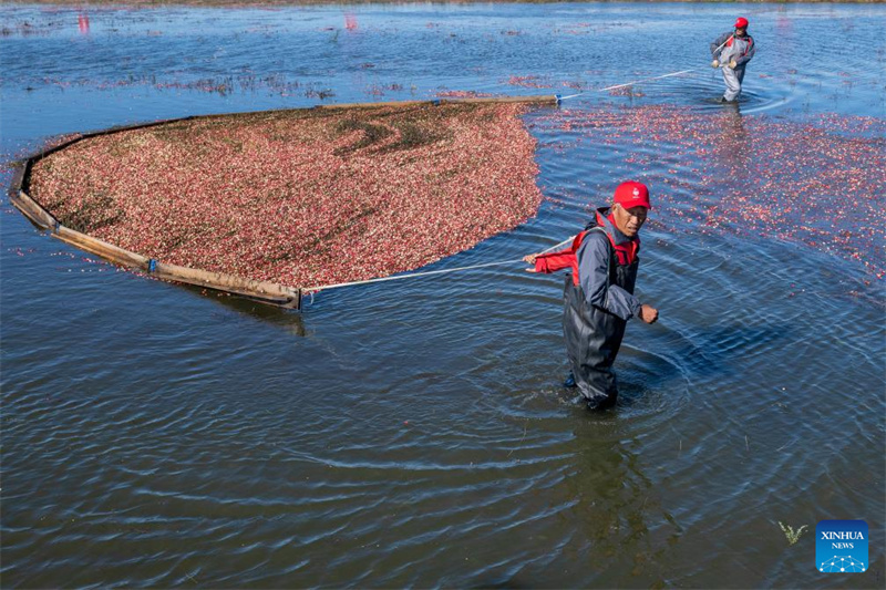 Heilongjiang : le festival de la récolte de canneberges de Fuyuan