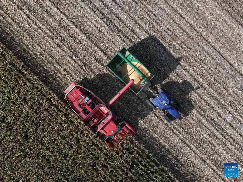 Heilongjiang : le « grenier à céréales » de la Chine entre dans la saison de récolte d'automne