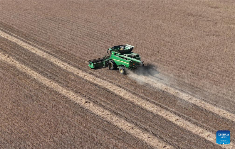 Heilongjiang : le « grenier à céréales » de la Chine entre dans la saison de récolte d'automne