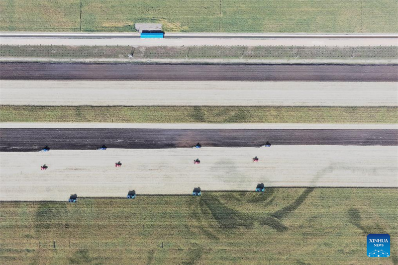 Heilongjiang : le « grenier à céréales » de la Chine entre dans la saison de récolte d'automne