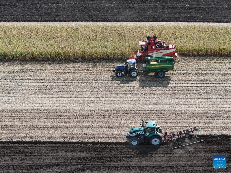 Heilongjiang : le « grenier à céréales » de la Chine entre dans la saison de récolte d'automne